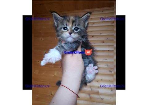 Gorgeous MaineCoon kittens from Europe available