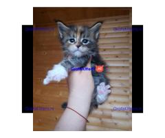 Gorgeous MaineCoon kittens from Europe available