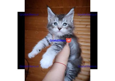 Gorgeous MaineCoon kittens from Europe available