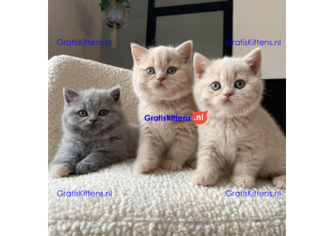 Brits Korthaar Kittens