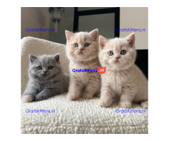 Brits Korthaar Kittens