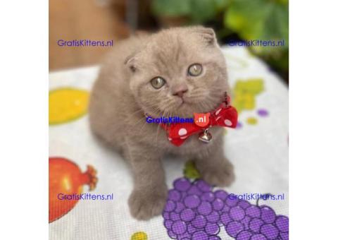 Scottish Fold Kitten Available