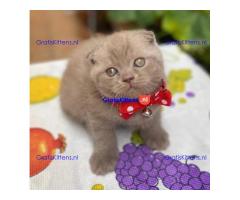 Scottish Fold Kitten Available