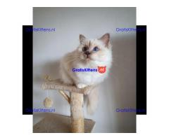 ADORABLE BIRMAN KITTEN AVAILABLE