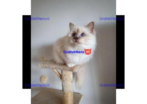 ADORABLE BIRMAN KITTEN AVAILABLE