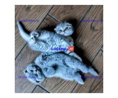 Scottish Fold-kittens +447482162214