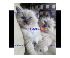 Kwaliteit Ragdoll-kittens voor herplaatsing +447482162214