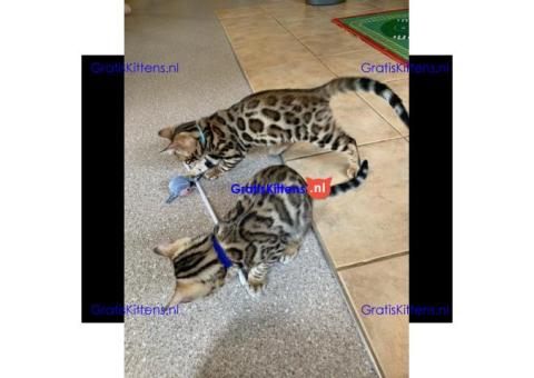 Kwaliteit Bengaalse kittens +447482162214