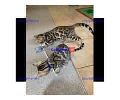 Kwaliteit Bengaalse kittens +447482162214