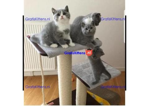Stamboom Brits kort haar kittens klaar