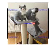 Brits korthaar kittens