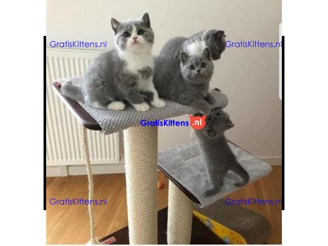 Brits korthaar kittens
