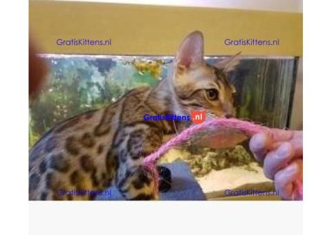 12 weken Perzische Kittens beschikbaar