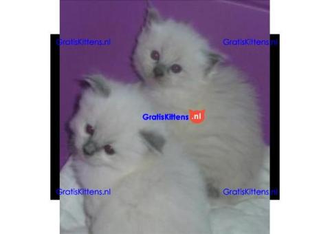 Leuke Brits Blauwe Korthaar kittens