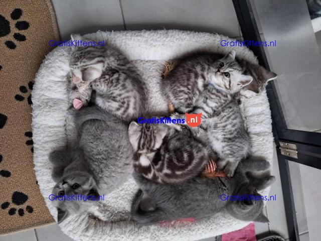 Britse Korthaar/Scottish Fold Blauw en Lilac kitten €150 Whatsapp-nummer: +32 460224753
