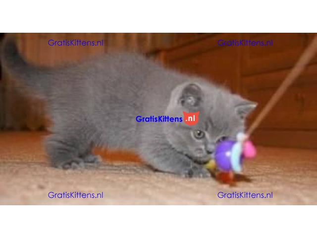 Britse Korthaar/Scottish Fold Blauw en Lilac kitten €150 Whatsapp-nummer: +32 460224753