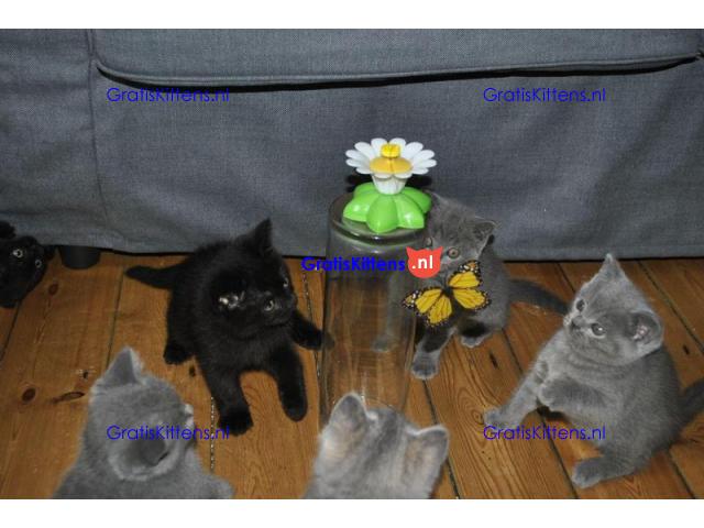 Prachtige Britse korthaar kittens
