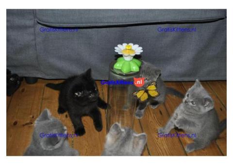 Prachtige Britse korthaar kittens