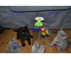 Prachtige Britse korthaar kittens