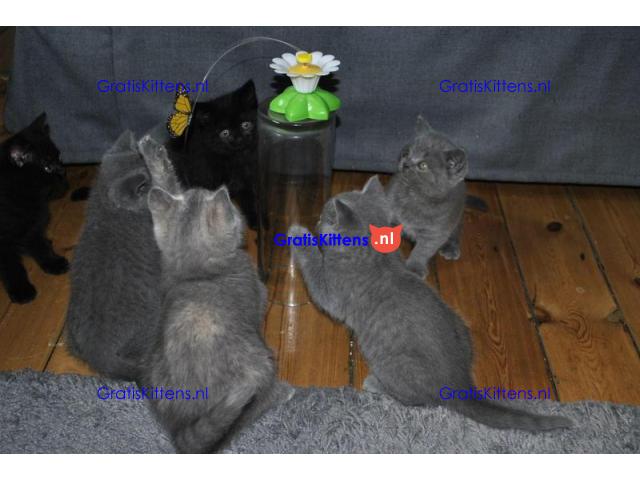 Prachtige Britse korthaar kittens
