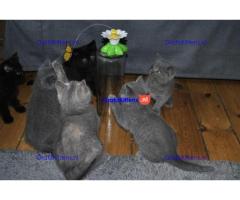 Prachtige Britse korthaar kittens