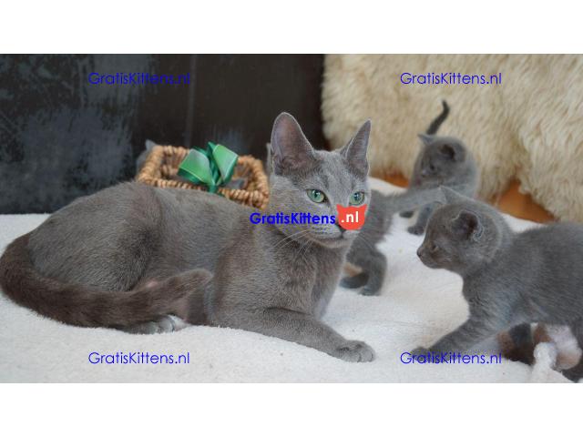 prachtige Russische blauwe kittens..