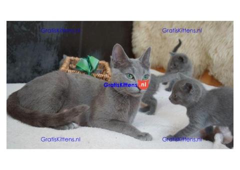 prachtige Russische blauwe kittens..