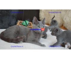 prachtige Russische blauwe kittens..