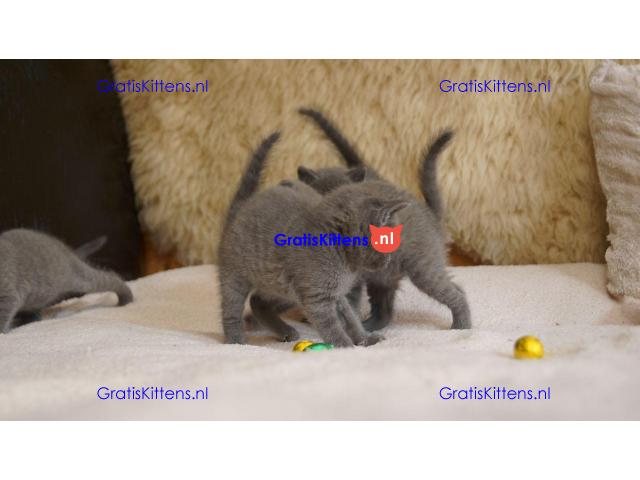 prachtige Russische blauwe kittens..