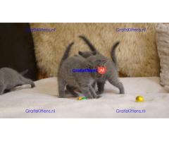 prachtige Russische blauwe kittens..