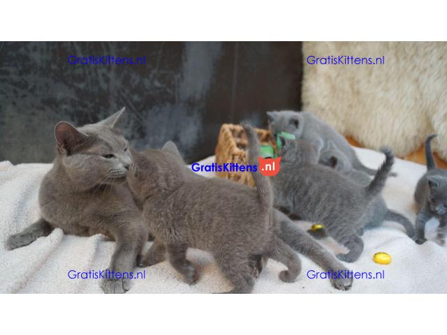 prachtige Russische blauwe kittens..