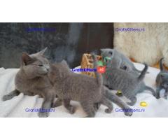 prachtige Russische blauwe kittens..