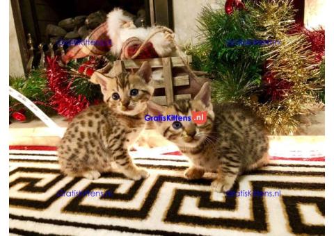 Nu klaar, prachtige rozetted Bengaalse kittens.