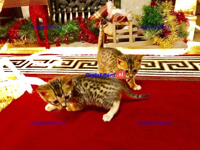 Nu klaar, prachtige rozetted Bengaalse kittens.