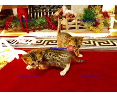 Nu klaar, prachtige rozetted Bengaalse kittens.