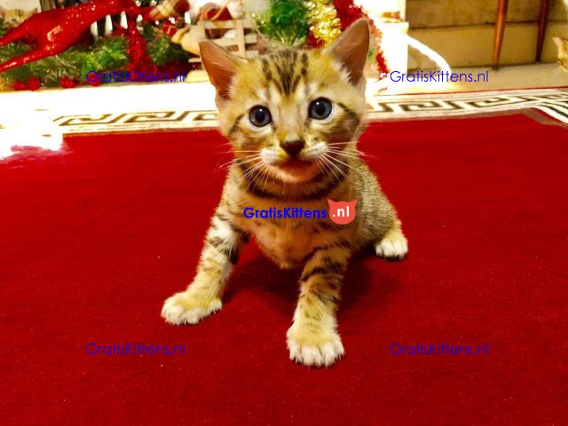 Nu klaar, prachtige rozetted Bengaalse kittens.