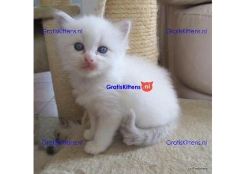 Gccf Ragdoll-katjes.