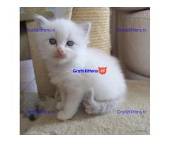 Gccf Ragdoll-katjes.