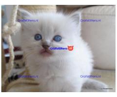 Gccf Ragdoll-katjes.