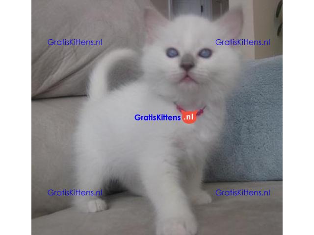 Gccf Ragdoll-katjes.