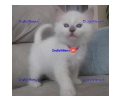 Gccf Ragdoll-katjes.