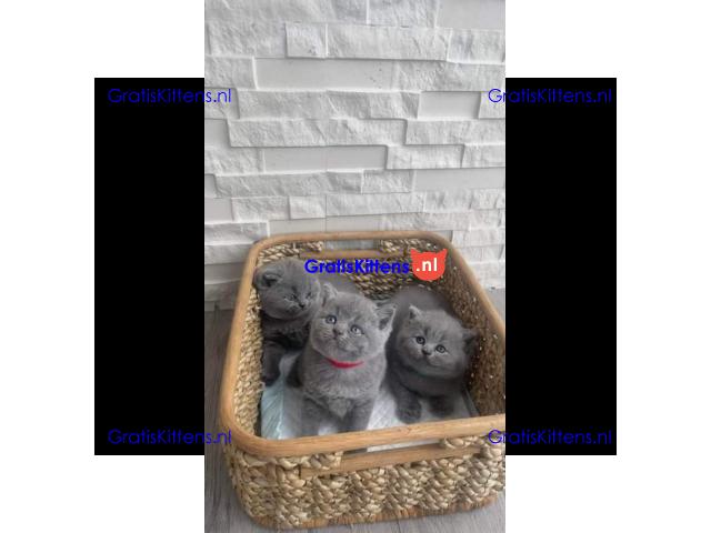 Brits korthaar kittens te koop