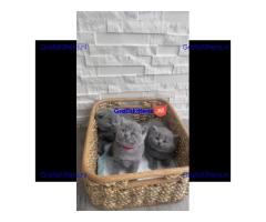 Brits korthaar kittens te koop
