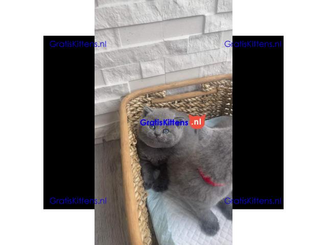 Brits korthaar kittens te koop