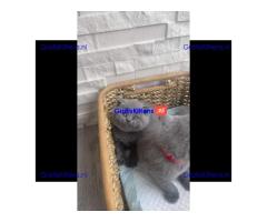 Brits korthaar kittens te koop