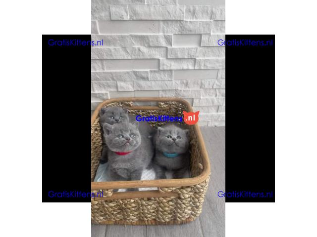Brits korthaar kittens te koop