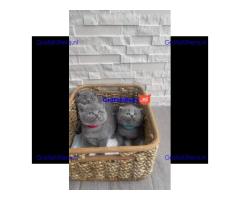 Brits korthaar kittens te koop