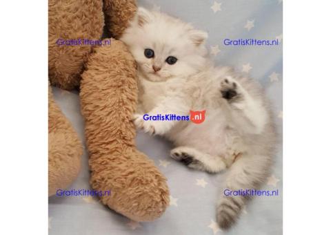 Glorieuze chocolade Perzische kittens.