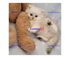 Glorieuze chocolade Perzische kittens.