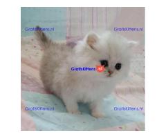 Glorieuze chocolade Perzische kittens.